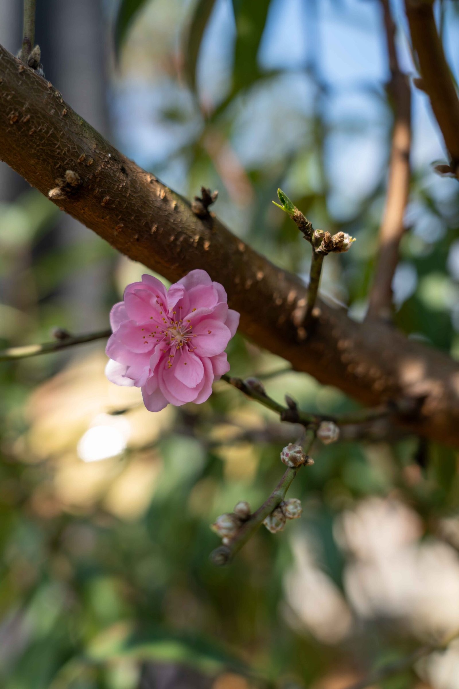 Đào tết Mộc Châu mã số 78 - Image 5