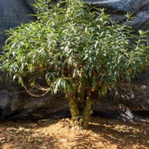 Đào tết Mộc Châu mã số 75