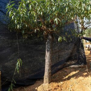 Đào tết Mộc Châu mã số 76