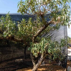 Đào tết Mộc Châu mã số 77