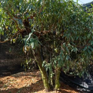 Đào tết Mộc Châu mã số 78