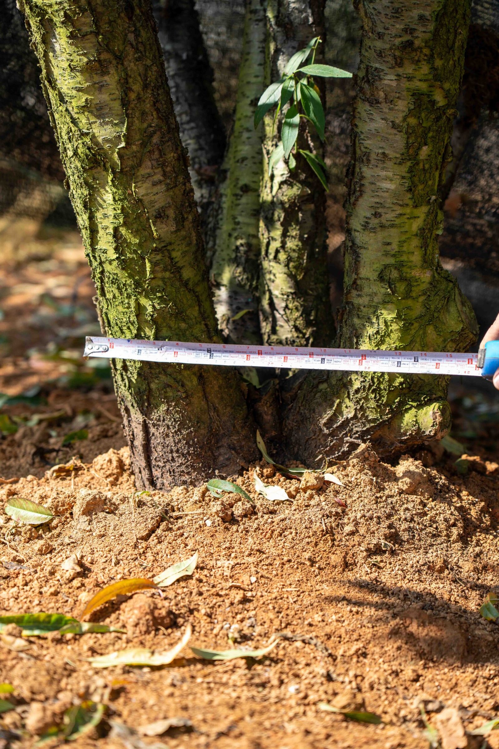 Đào tết Mộc Châu mã số 78 - Image 7