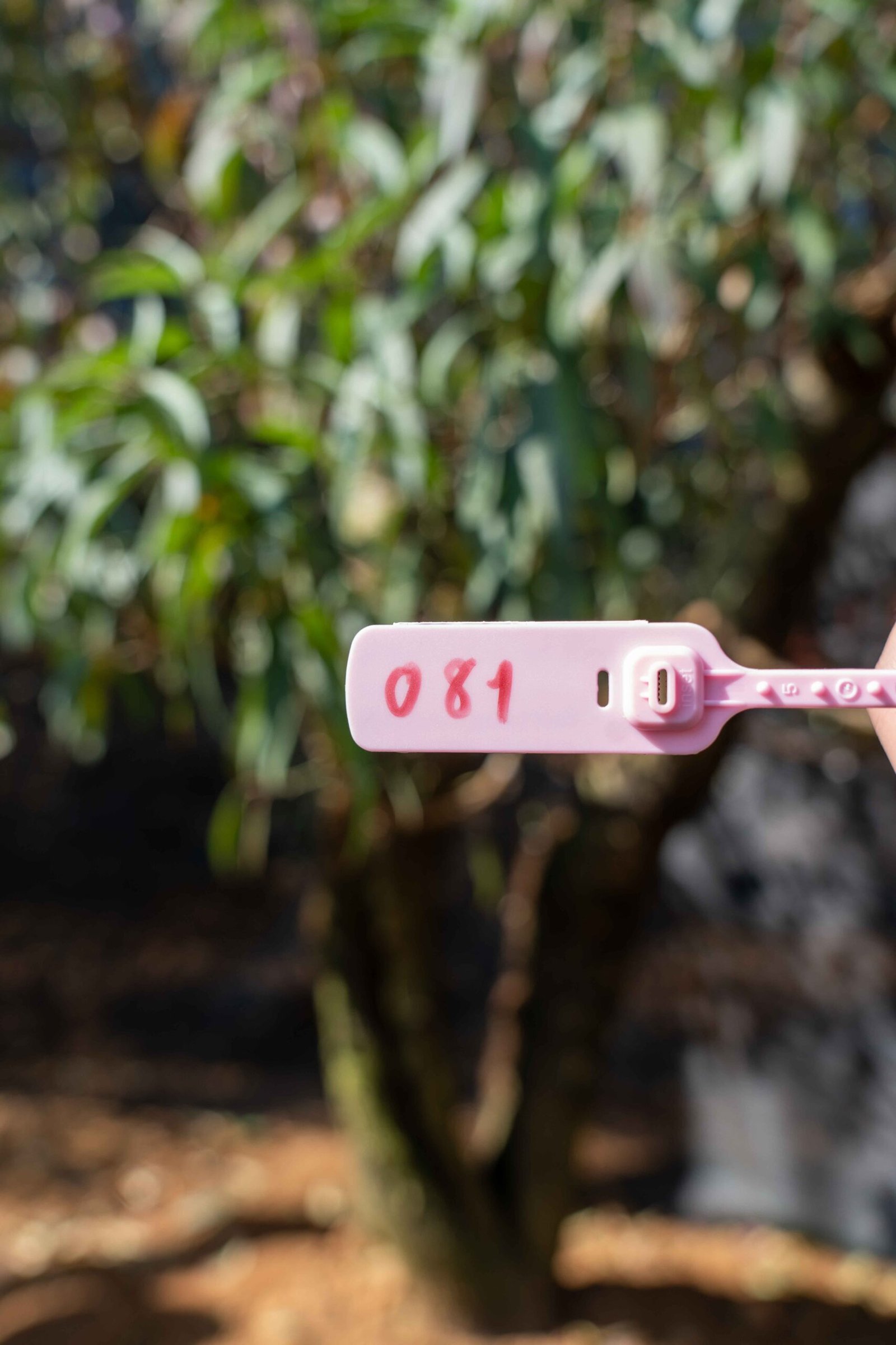 Đào tết Mộc Châu mã số 81 - Image 2