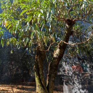 Đào tết Mộc Châu mã số 81