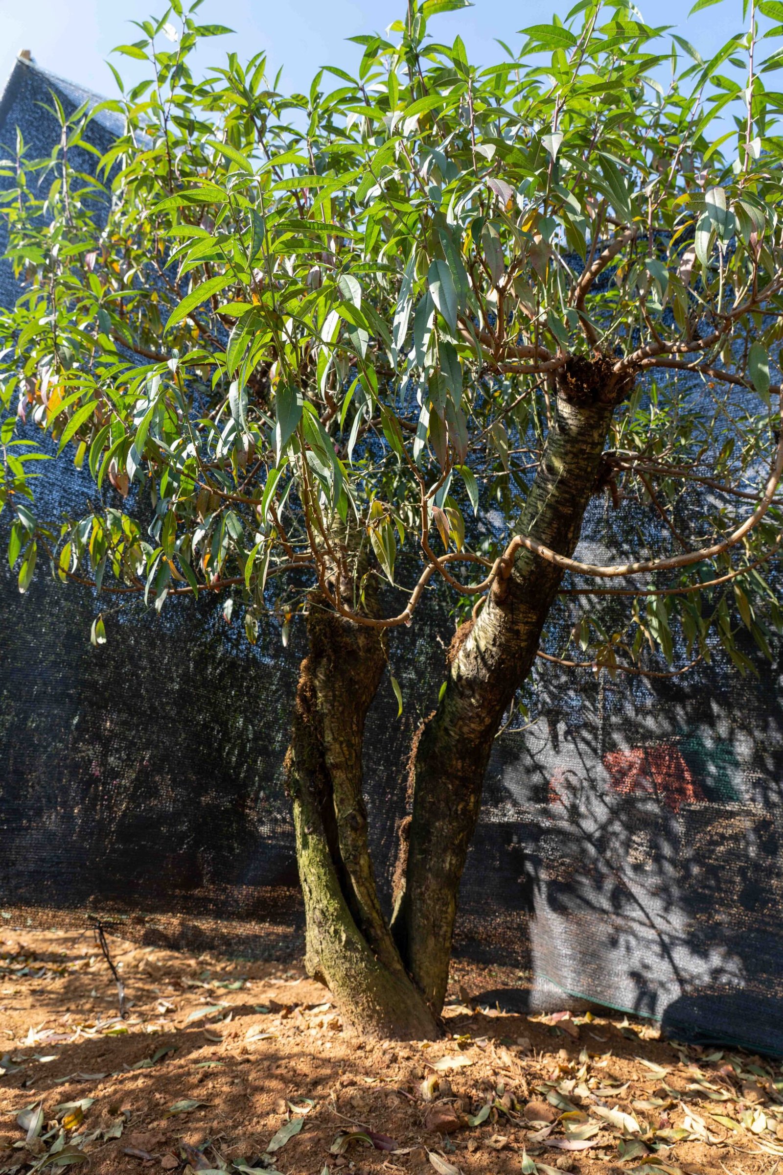 Đào tết Mộc Châu mã số 81