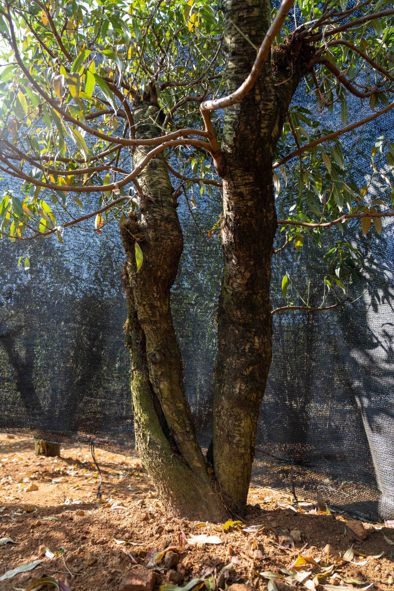 Đào tết Mộc Châu mã số 81 - Image 5