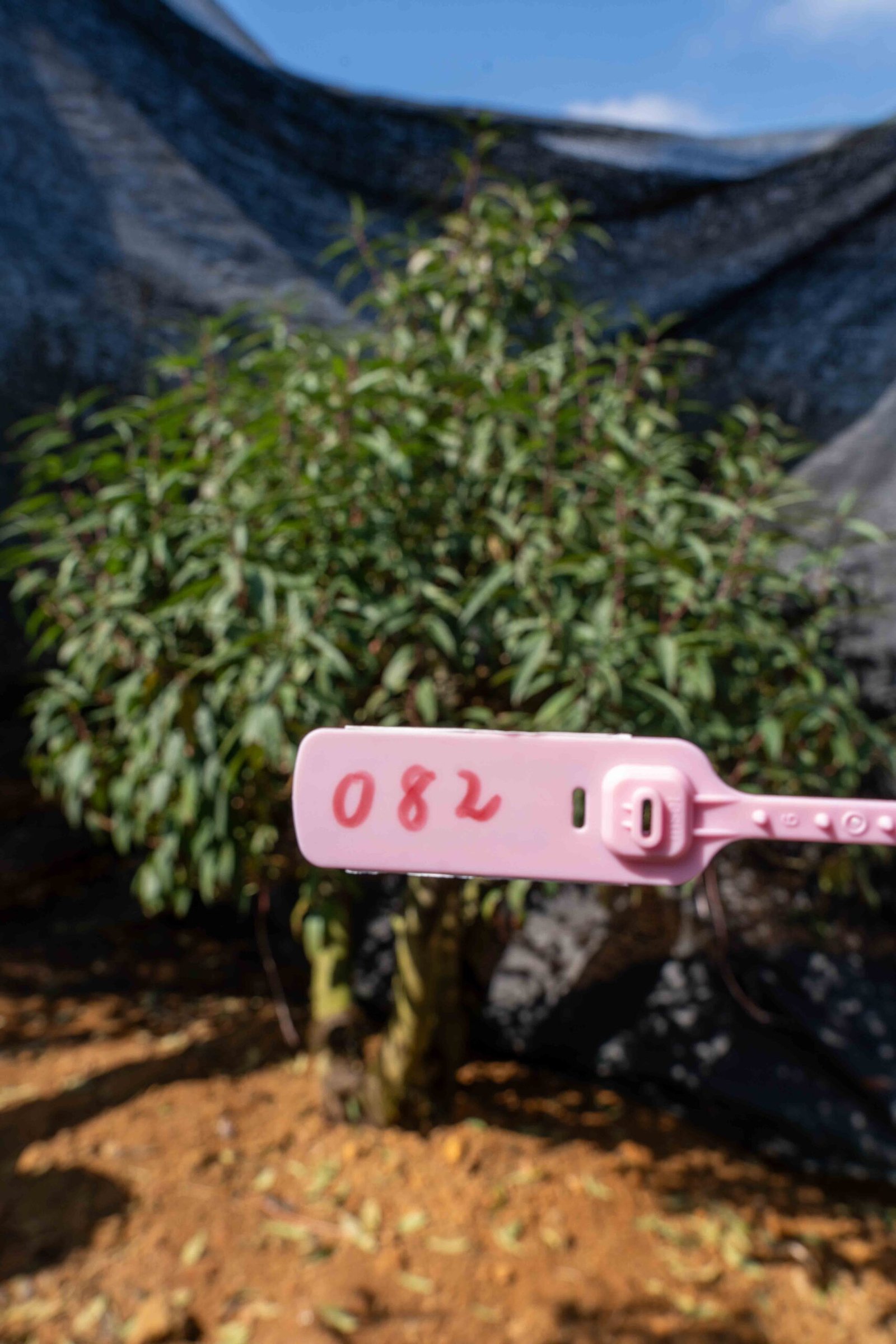 Đào tết Mộc Châu mã số 82 - Image 2