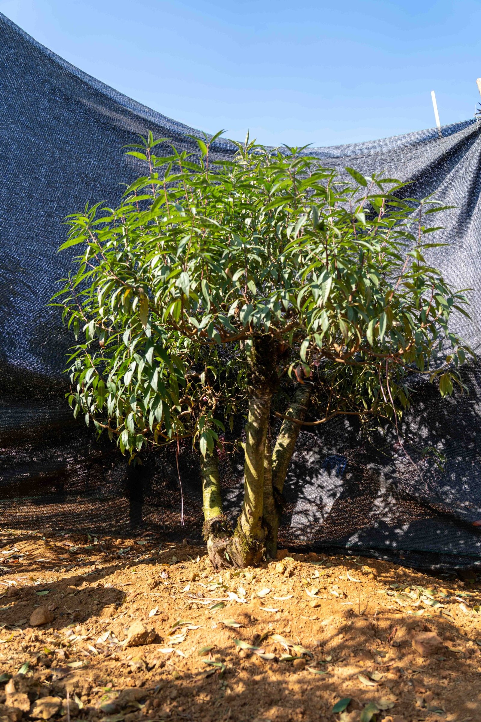 Đào tết Mộc Châu mã số 82