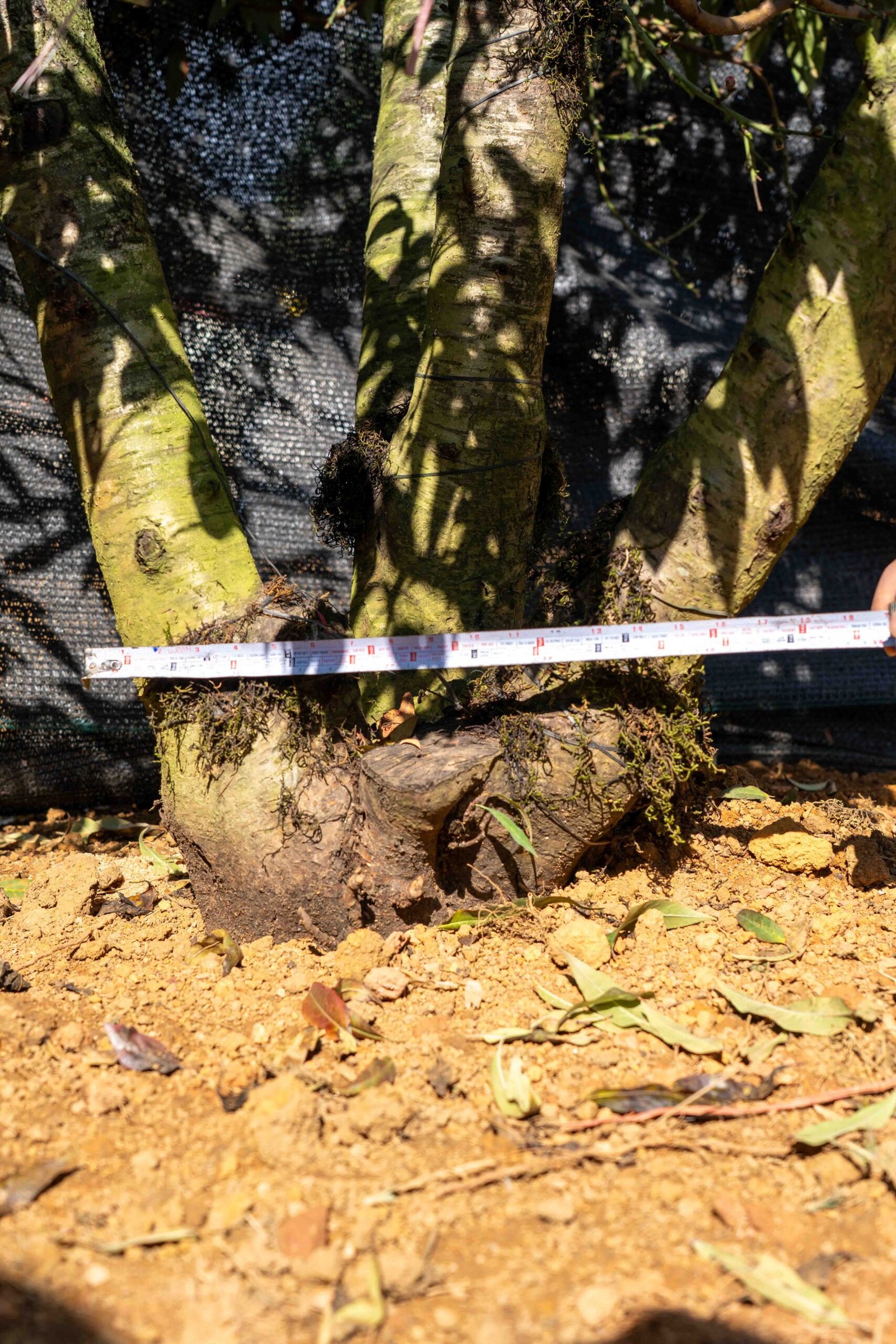 Đào tết Mộc Châu mã số 82 - Image 8