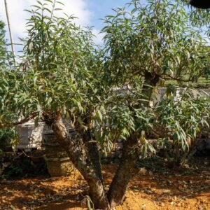 Đào tết Mộc Châu mã số 86