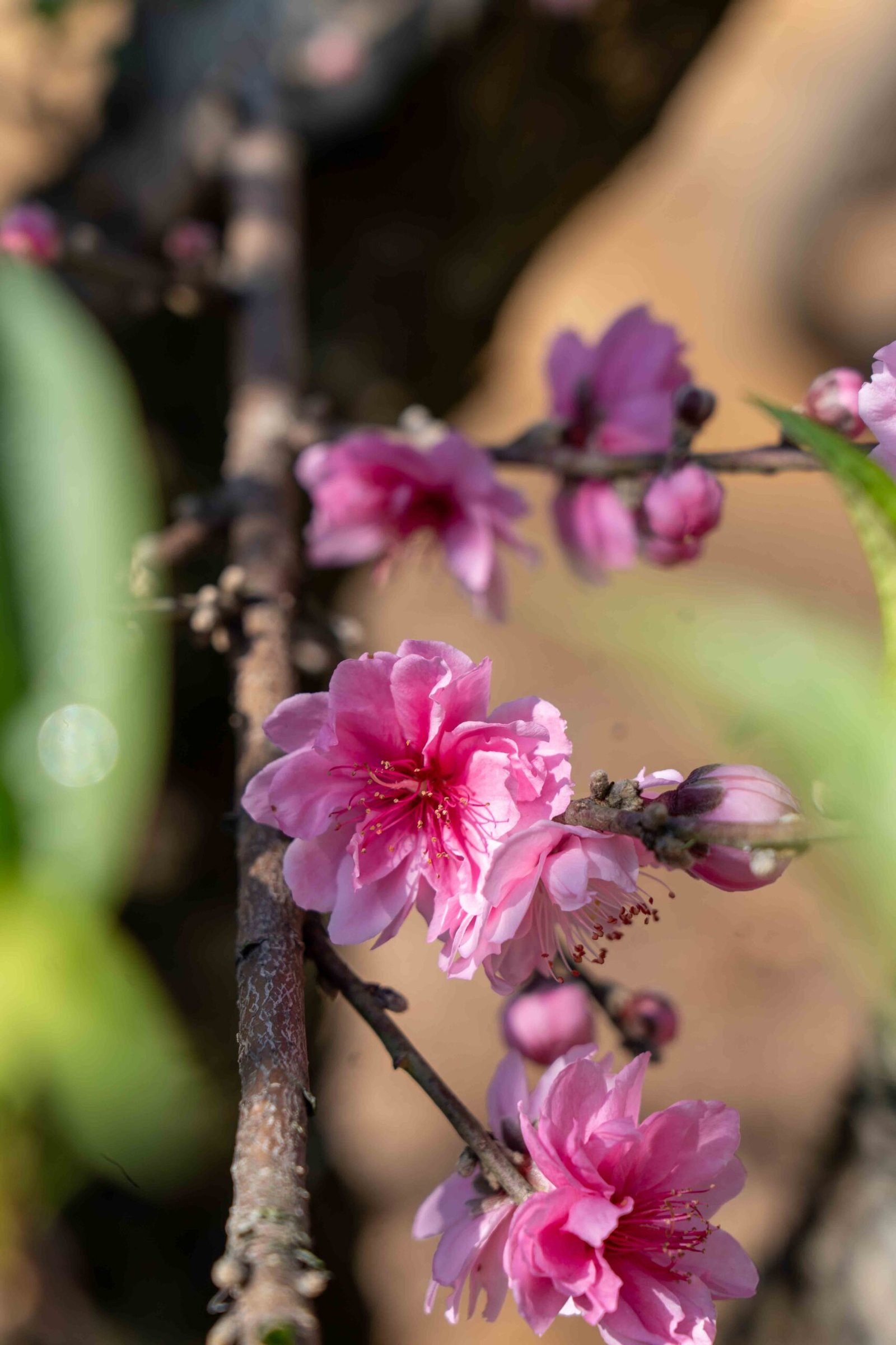 Đào tết Mộc Châu mã số 100 - Image 5