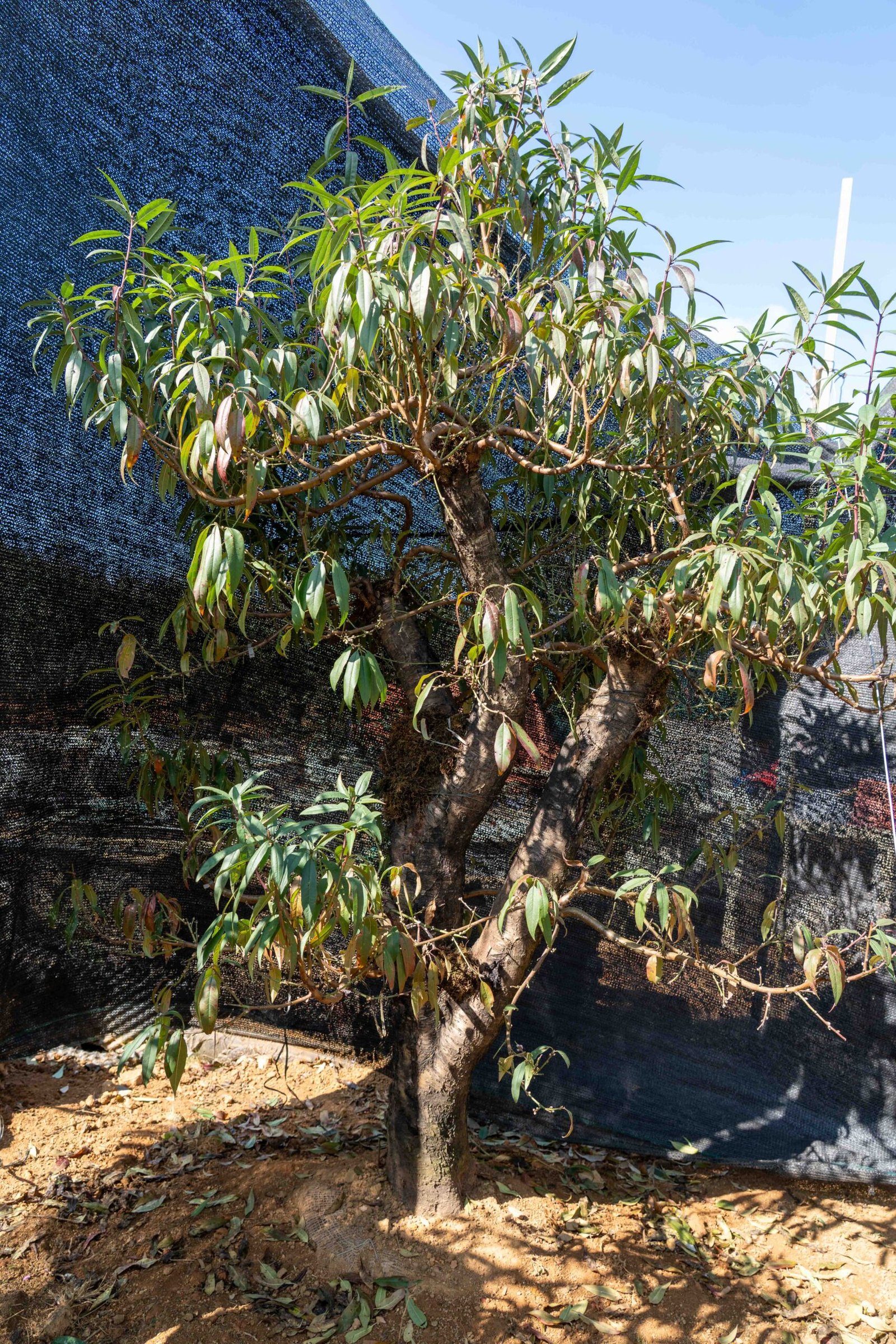 Đào tết Mộc Châu mã số 88