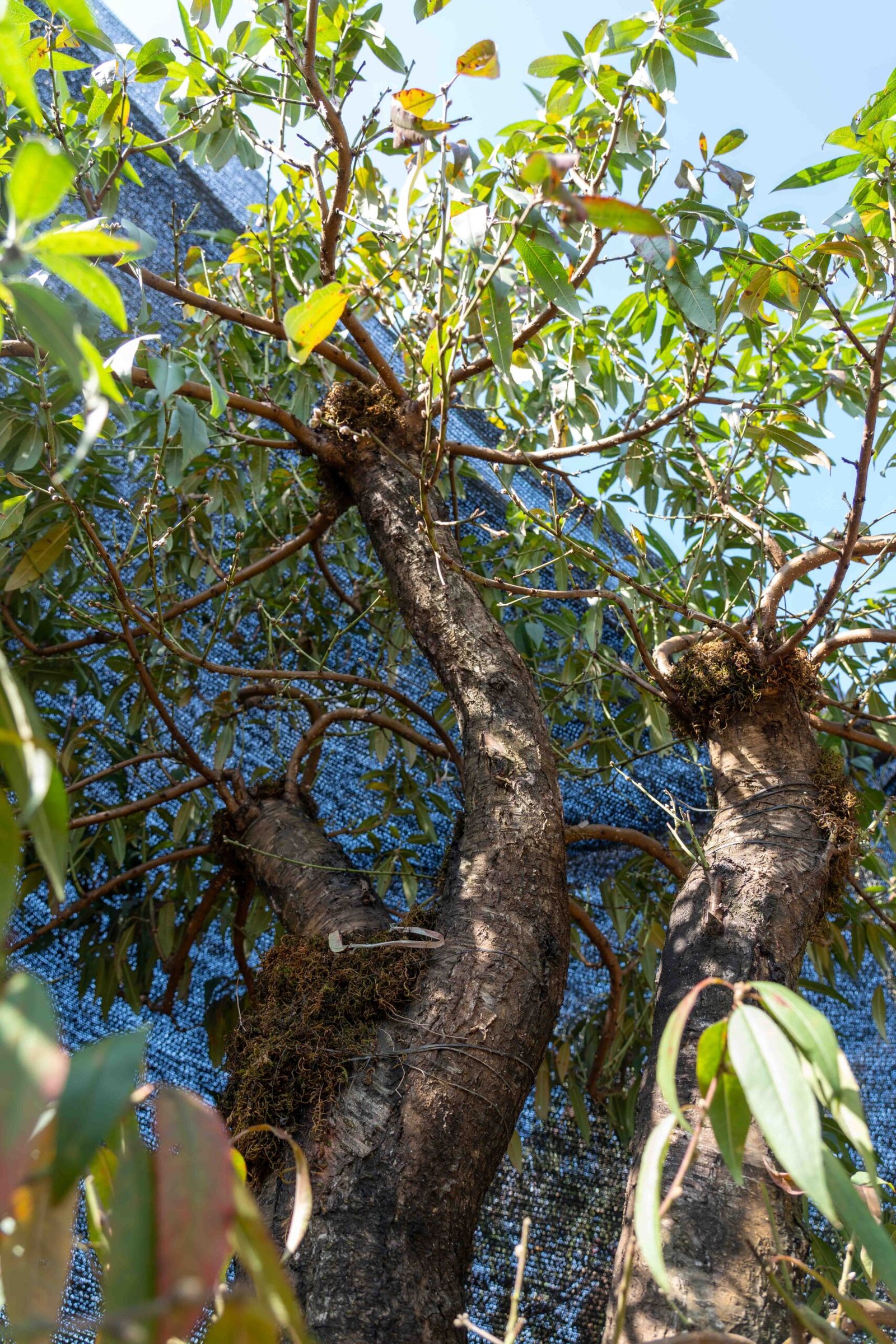 Đào tết Mộc Châu mã số 88 - Image 6