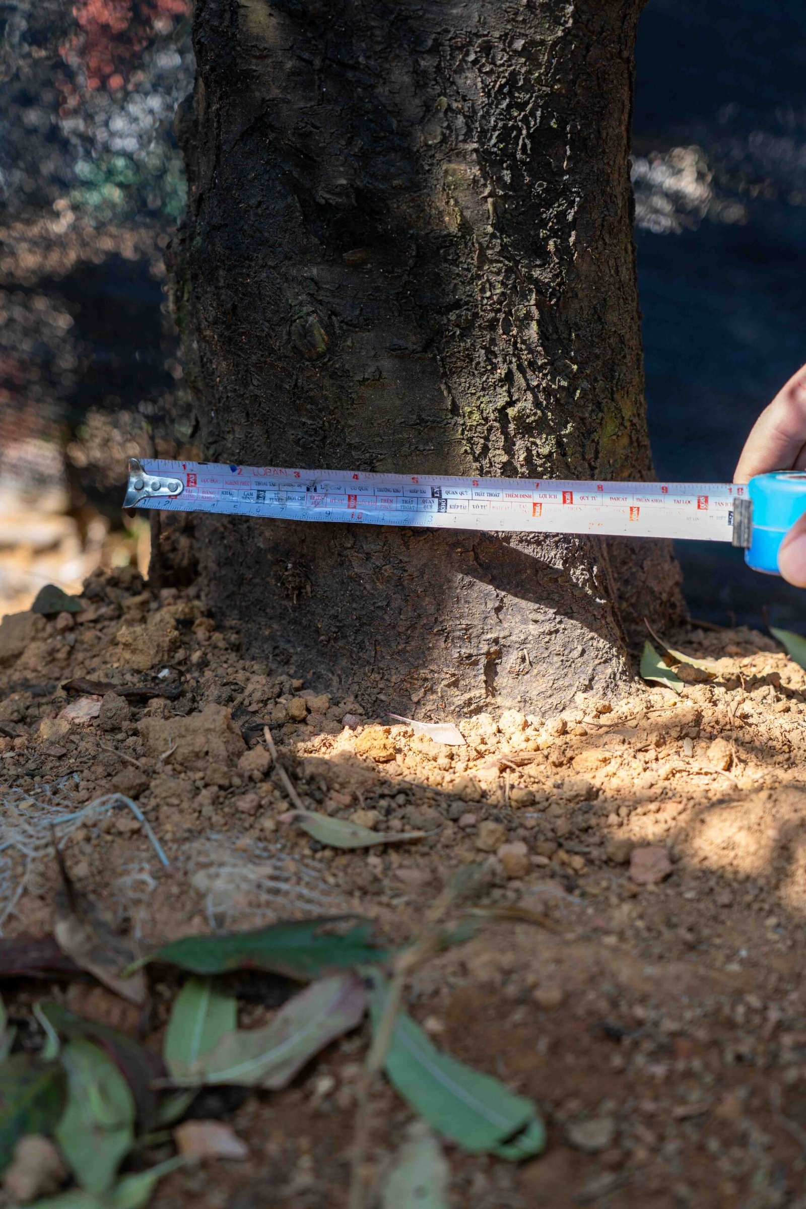 Đào tết Mộc Châu mã số 88 - Image 7