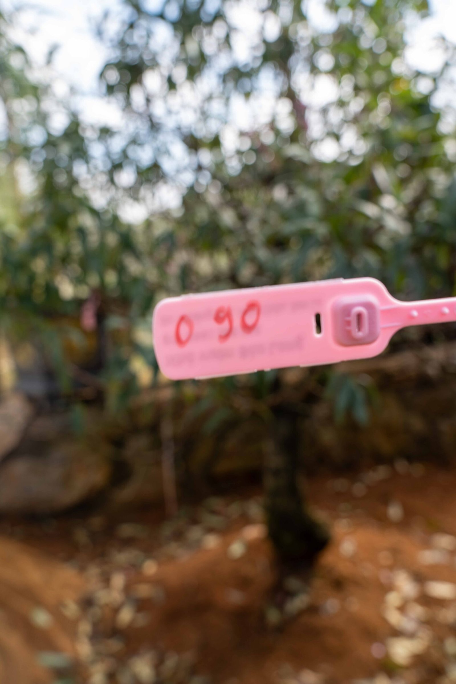 Đào tết Mộc Châu mã số 90 - Image 2