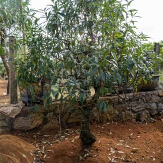 Đào tết Mộc Châu mã số 90