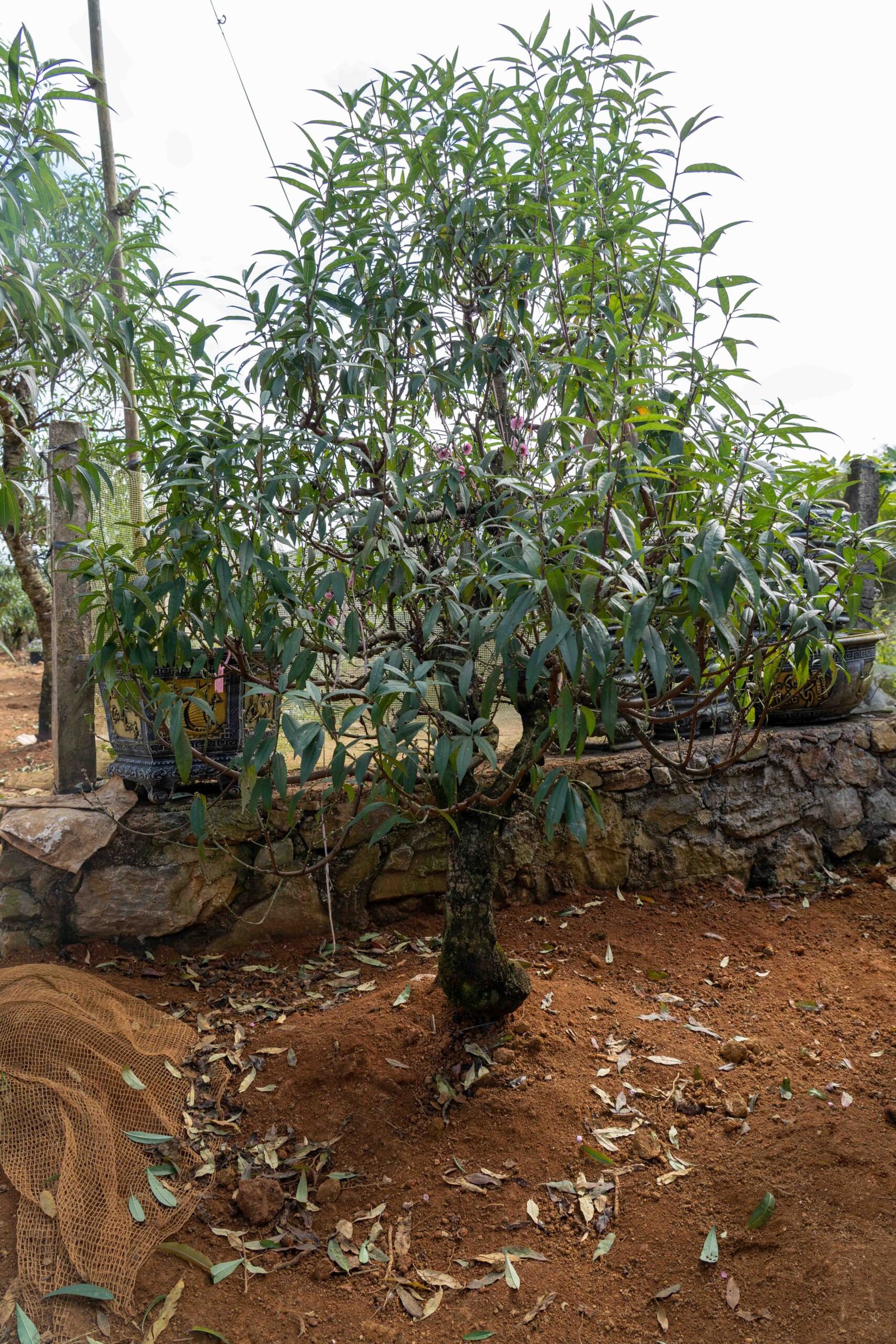 Đào tết Mộc Châu mã số 90