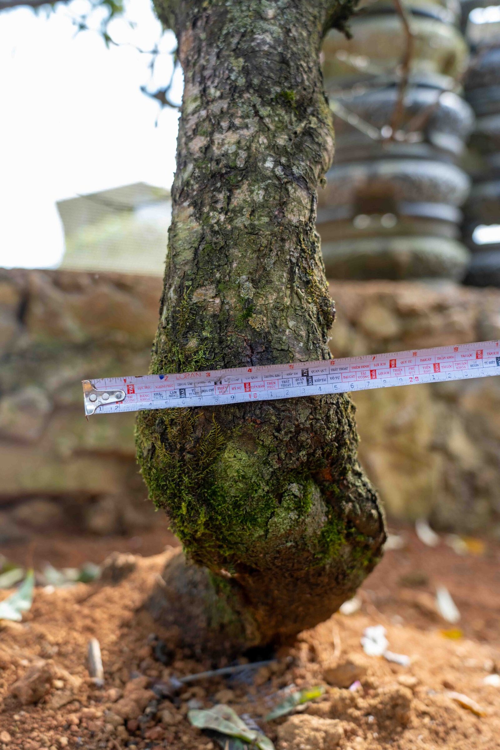 Đào tết Mộc Châu mã số 90 - Image 8