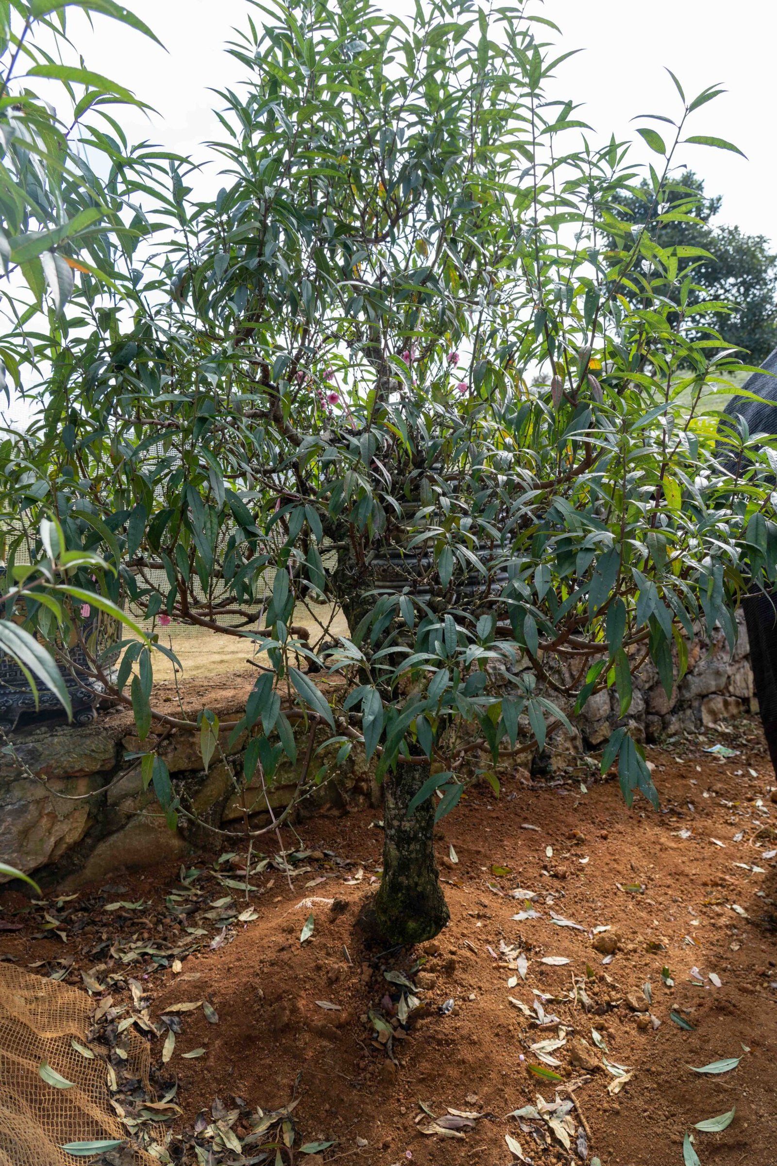 Đào tết Mộc Châu mã số 90 - Image 9