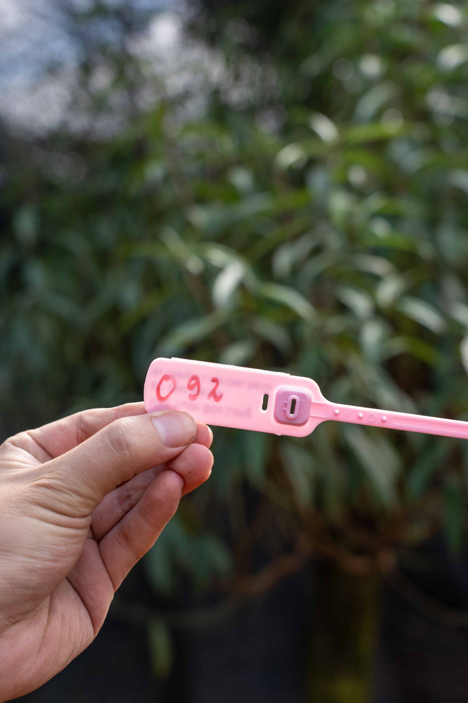 Đào tết Mộc Châu mã số 92 - Image 2