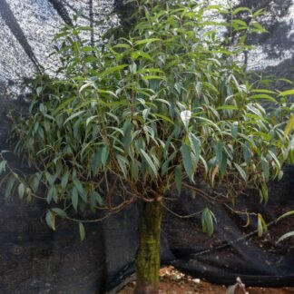 Đào tết Mộc Châu mã số 92