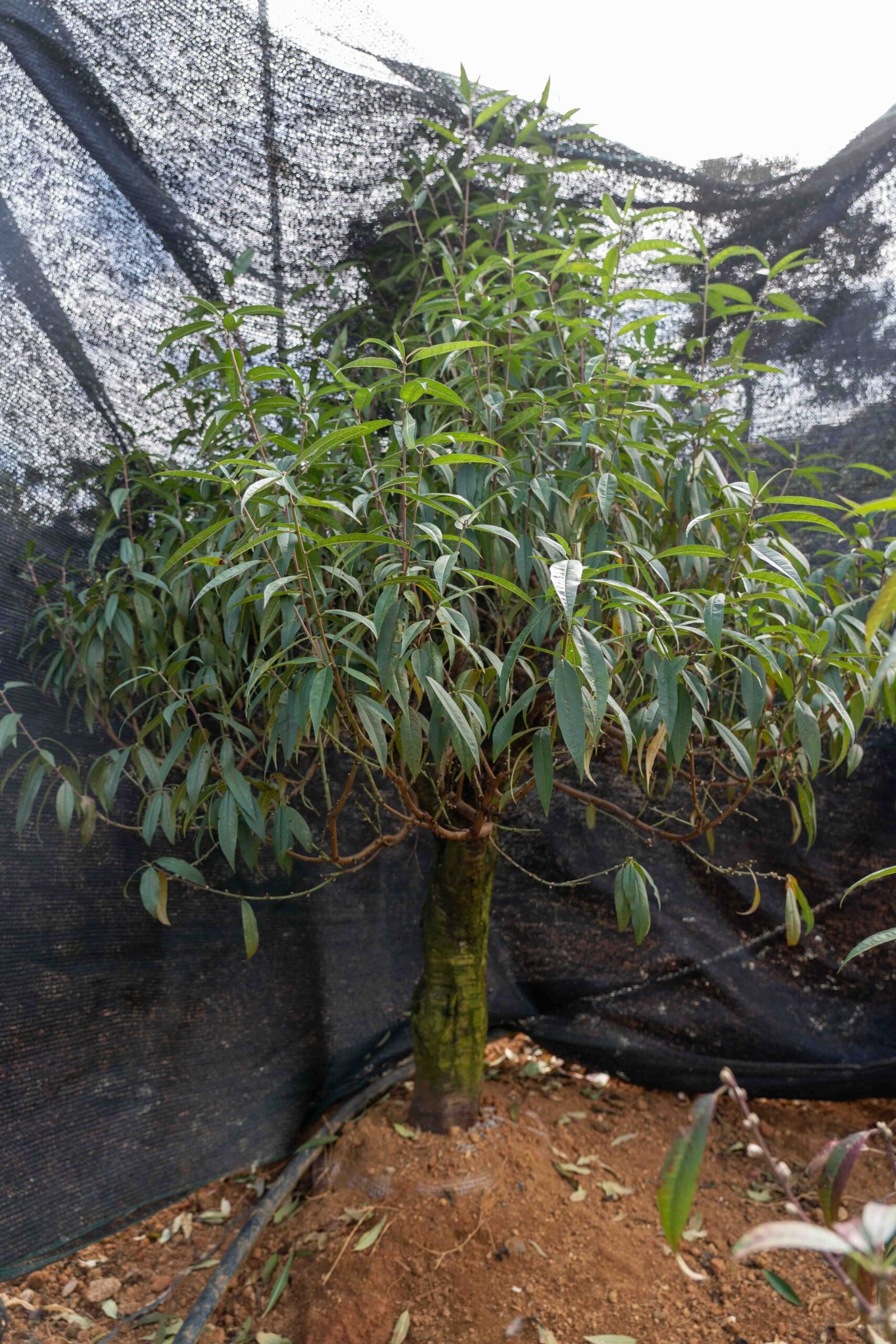 Đào tết Mộc Châu mã số 92