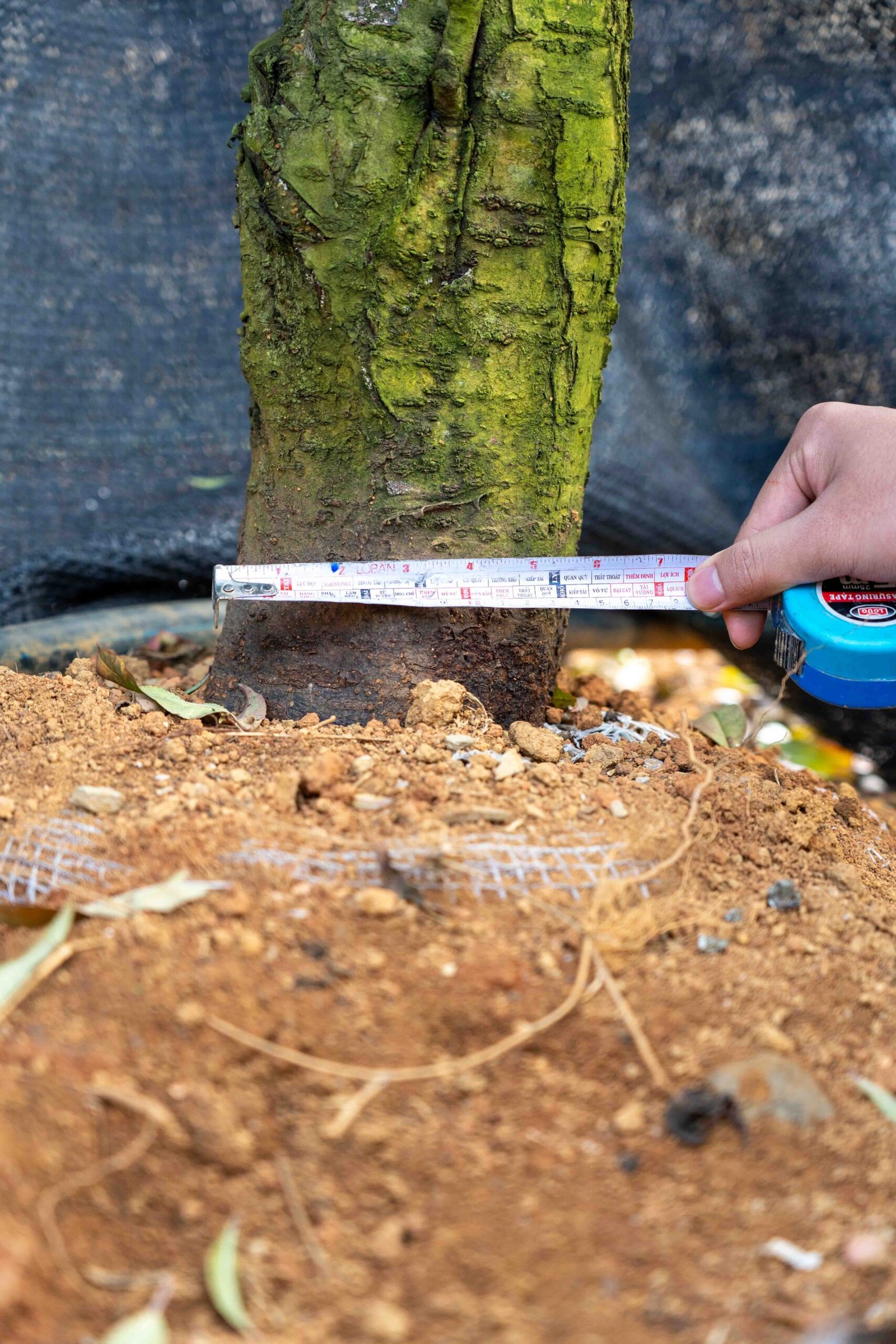 Đào tết Mộc Châu mã số 92 - Image 9