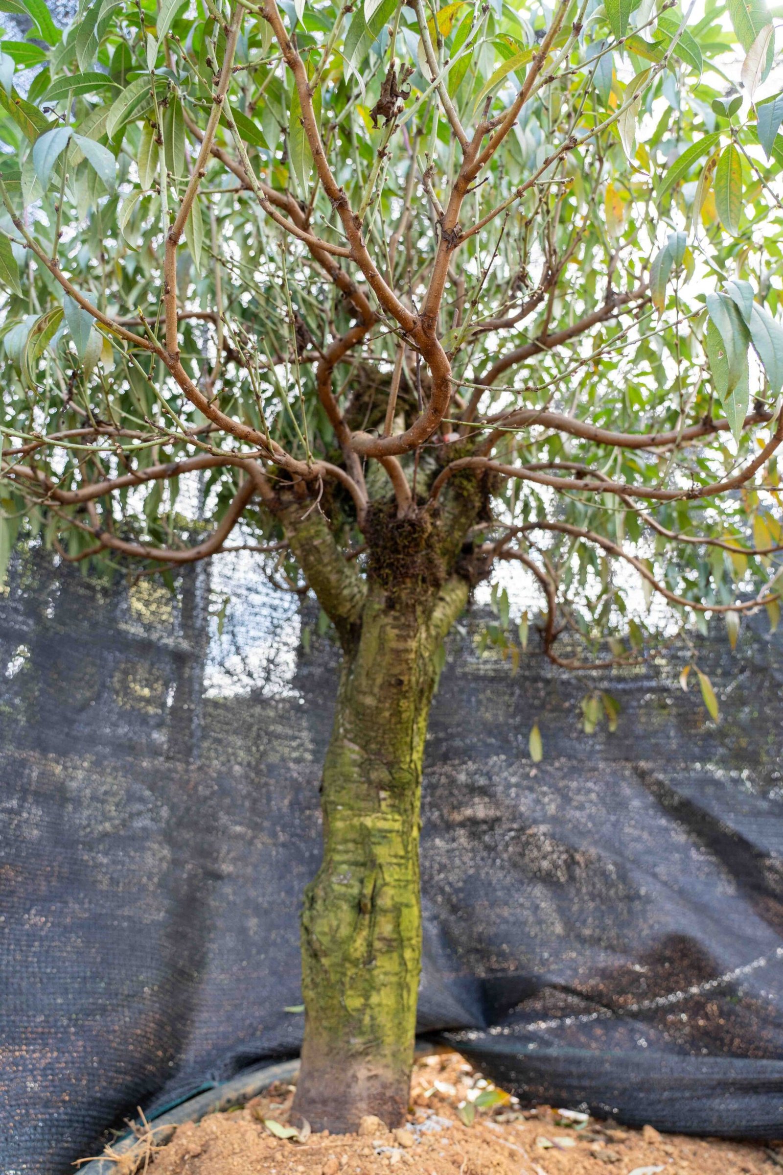 Đào tết Mộc Châu mã số 92 - Image 10