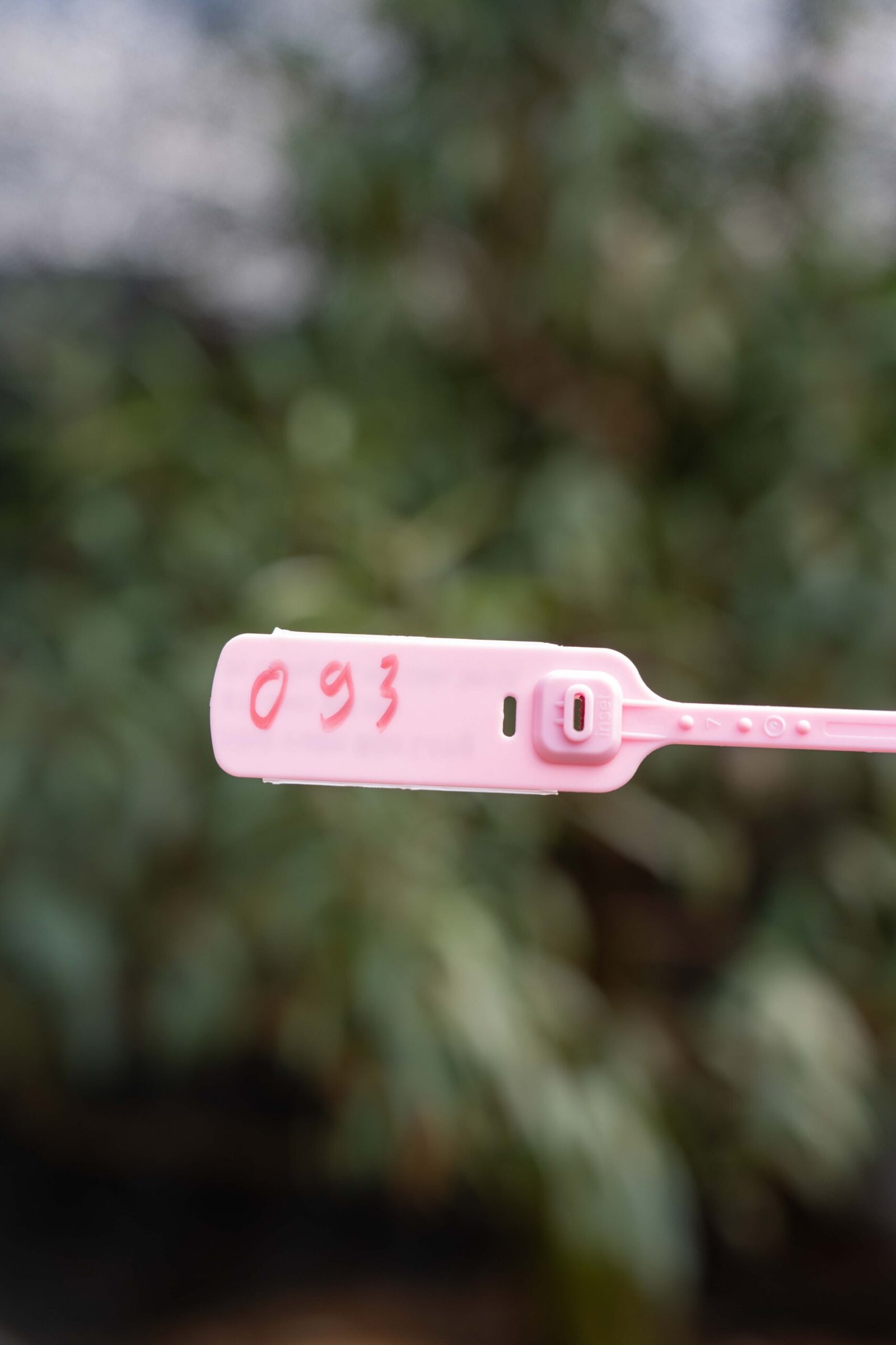 Đào tết Mộc Châu mã số 93 - Image 2