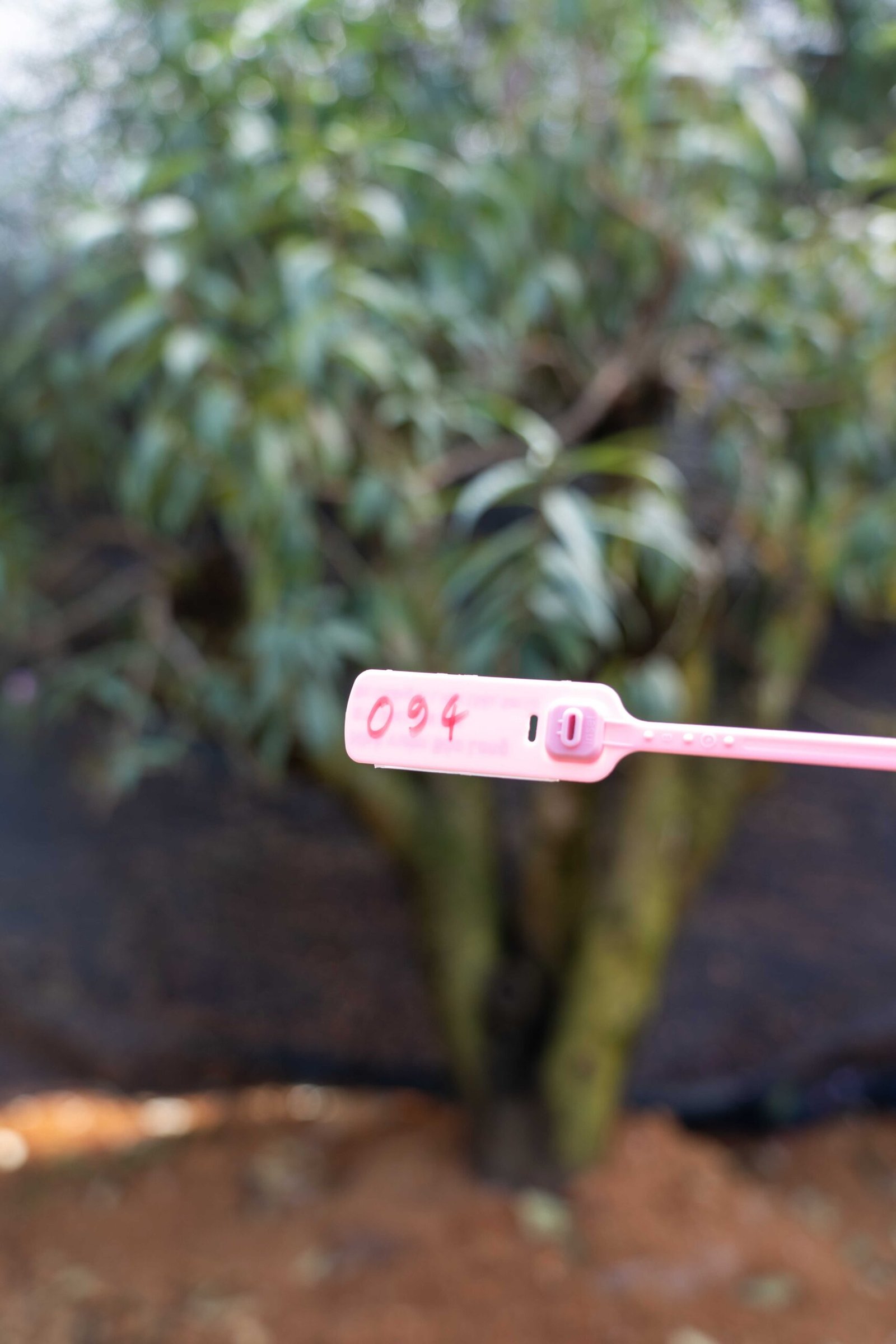 Đào tết Mộc Châu mã số 94 - Image 2