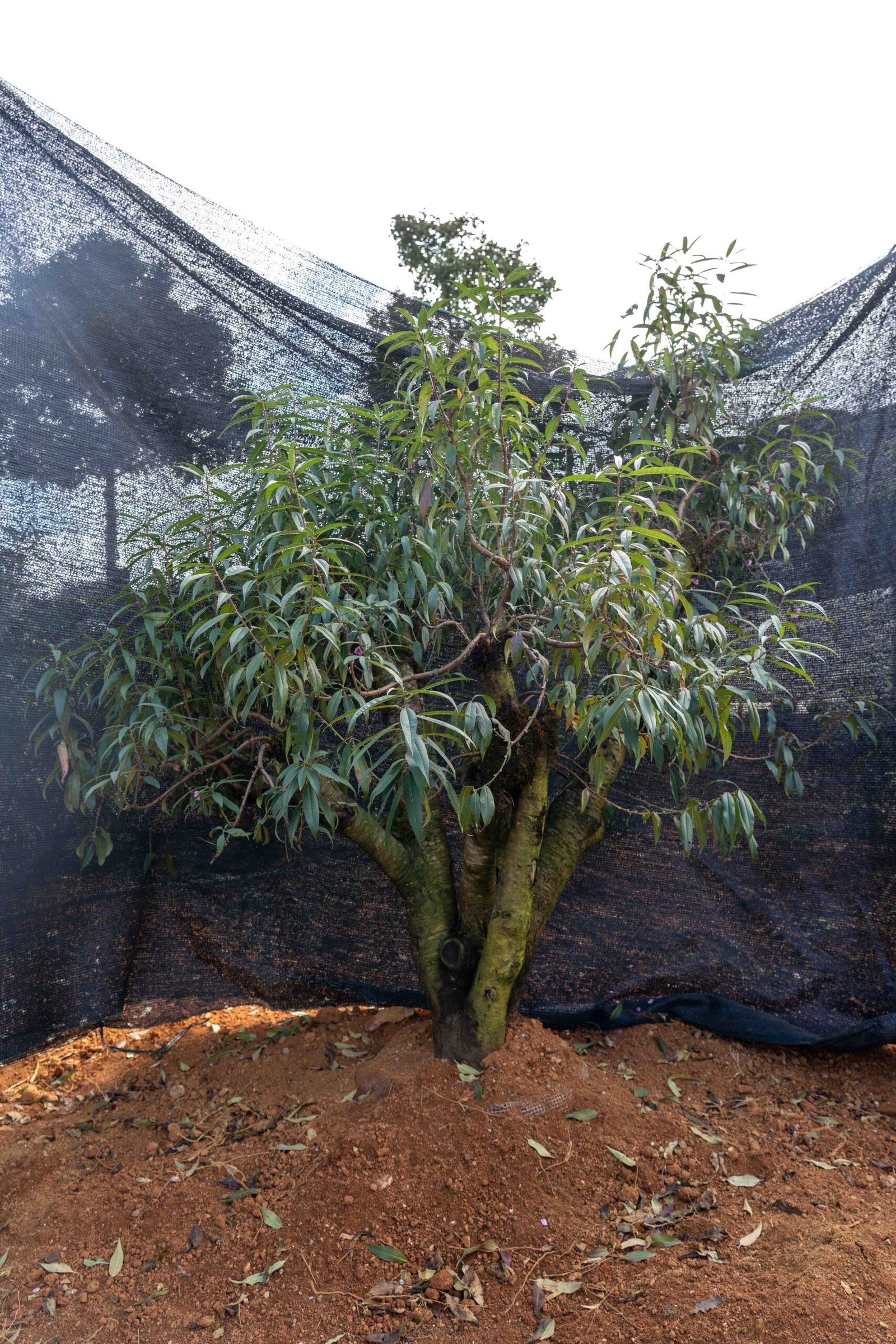 Đào tết Mộc Châu mã số 94