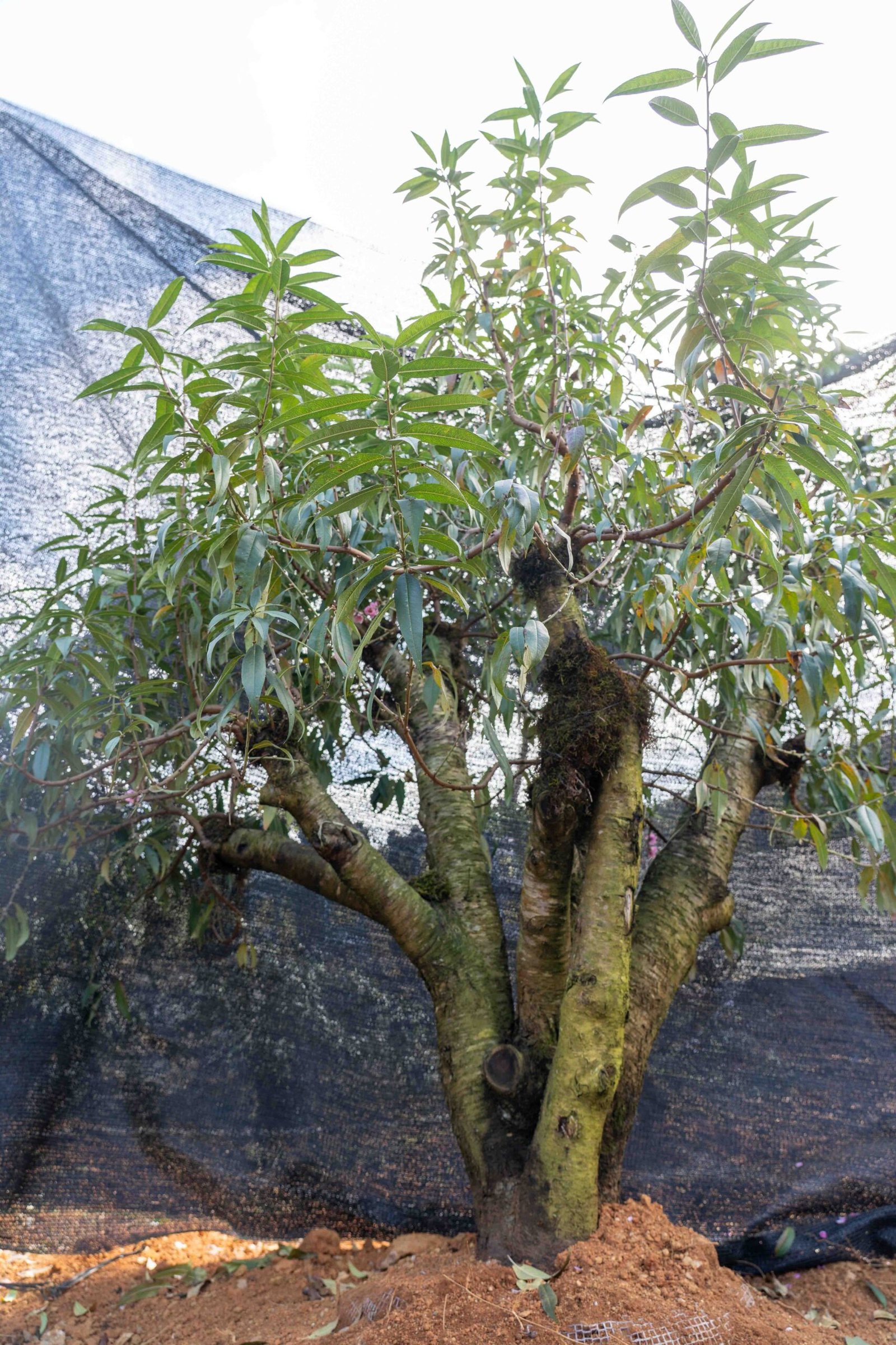 Đào tết Mộc Châu mã số 94 - Image 8