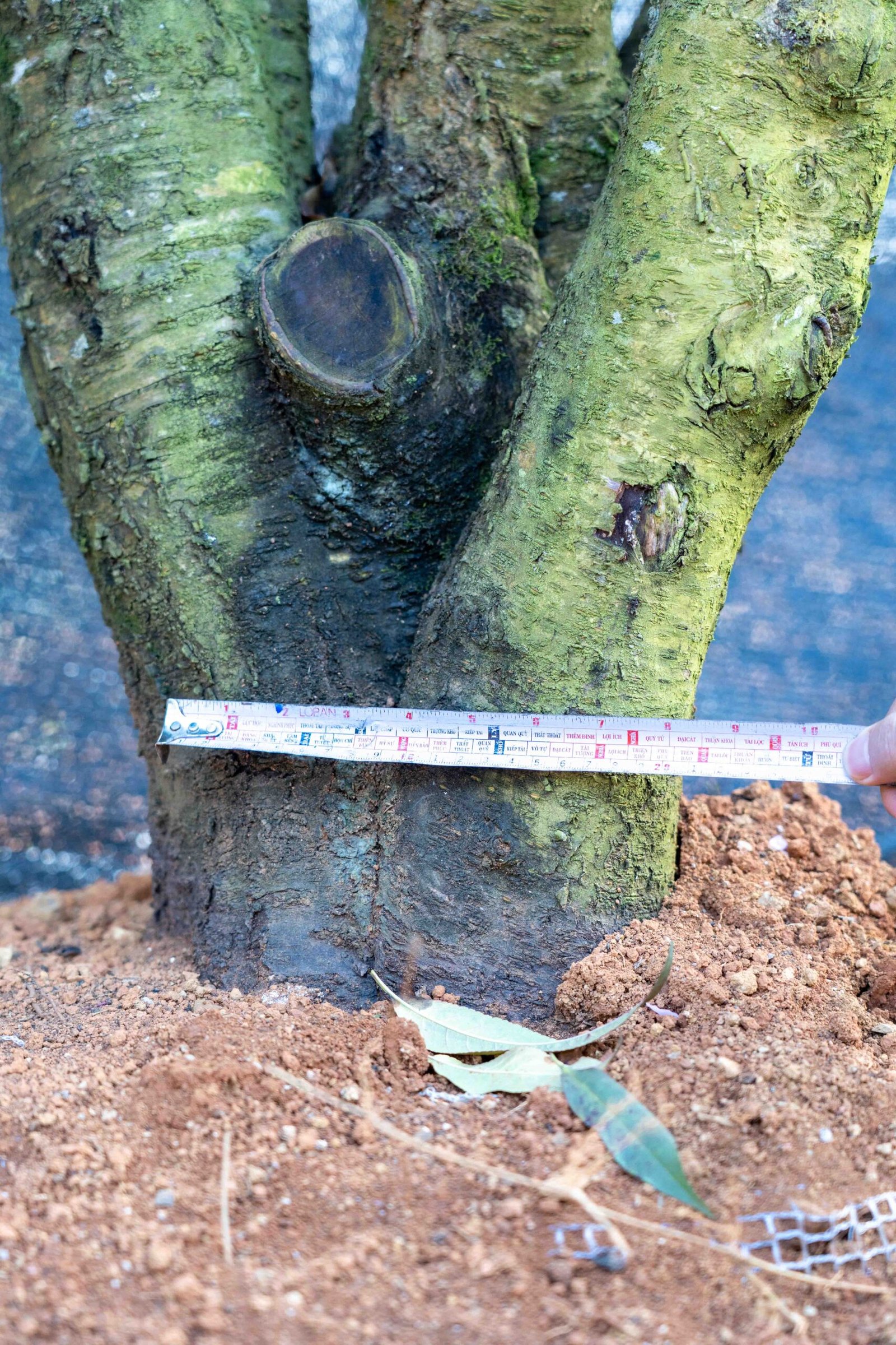 Đào tết Mộc Châu mã số 94 - Image 9