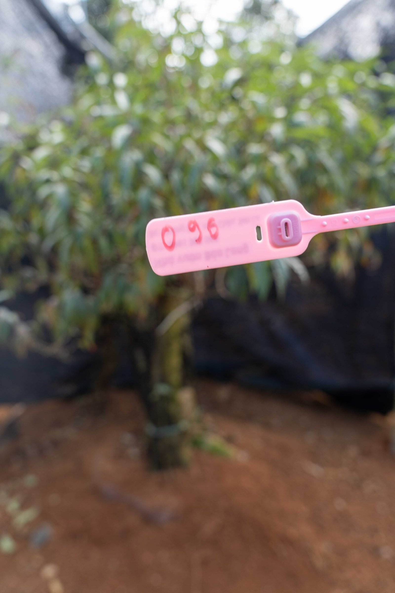 Đào tết Mộc Châu mã số 96 - Image 2