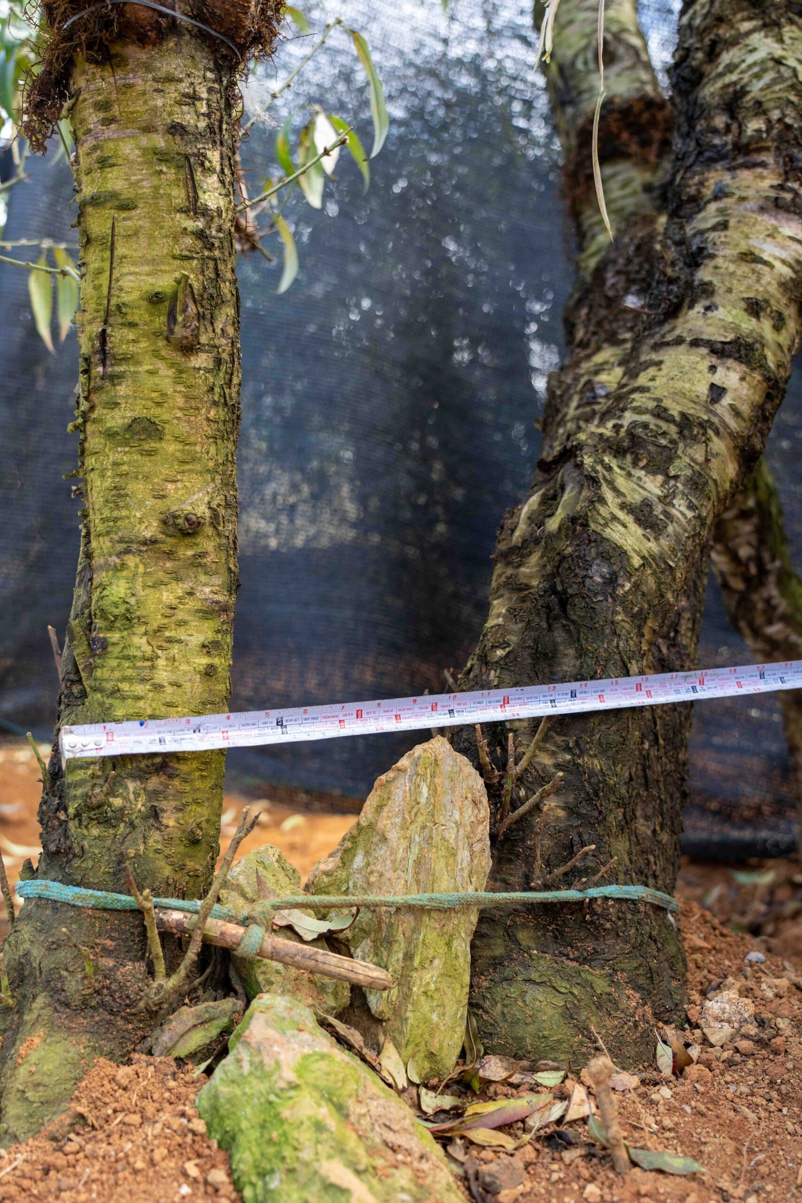 Đào tết Mộc Châu mã số 96 - Image 8