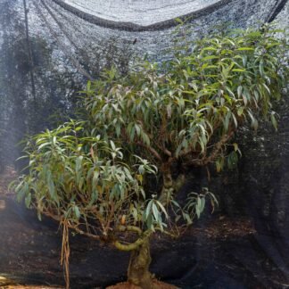 Đào tết Mộc Châu mã số 97