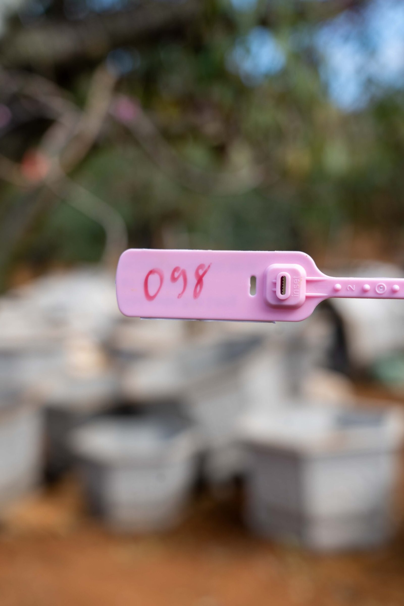 Đào tết Mộc Châu mã số 98 - Image 2