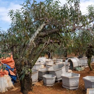 Đào tết Mộc Châu mã số 98