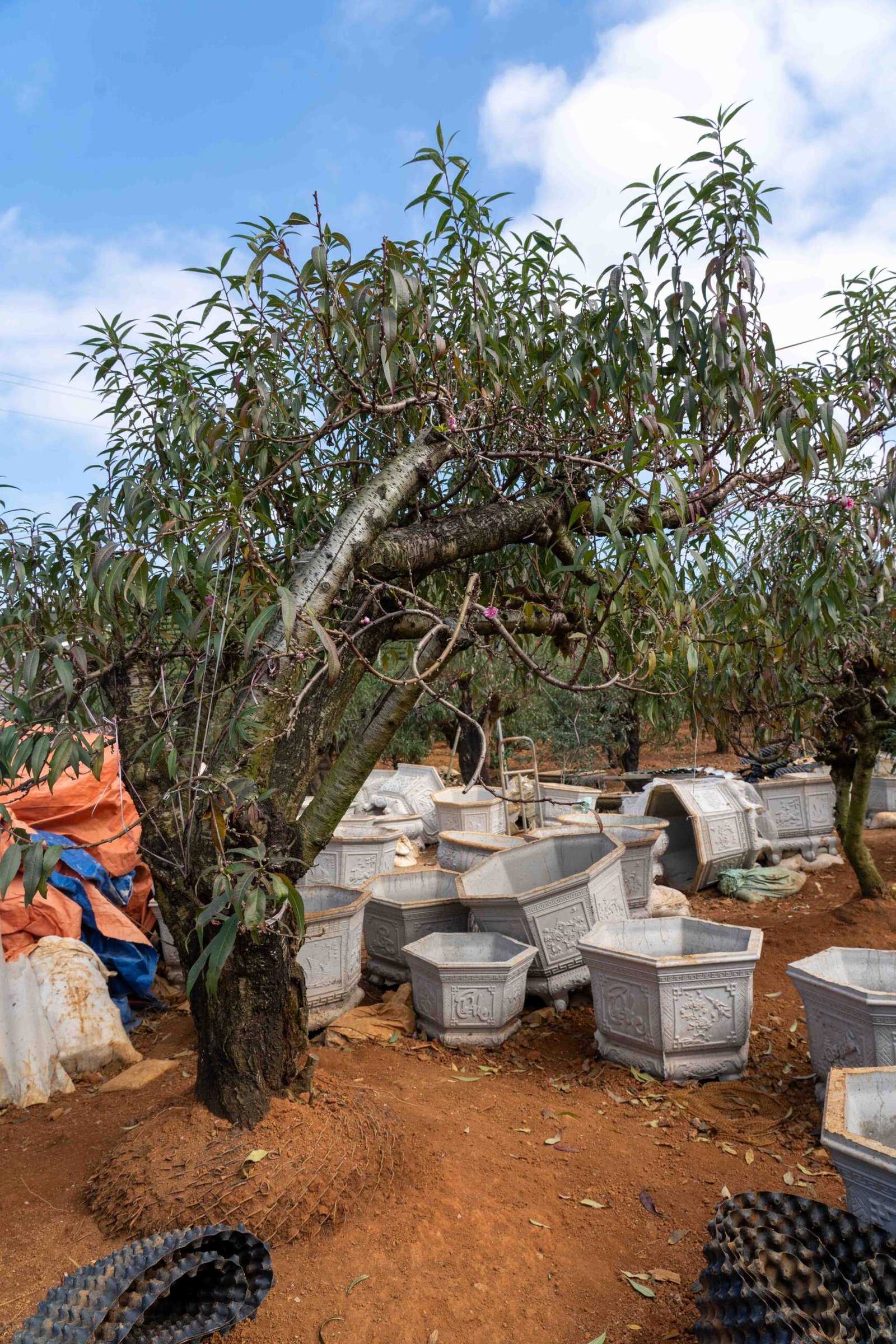 Đào tết Mộc Châu mã số 98