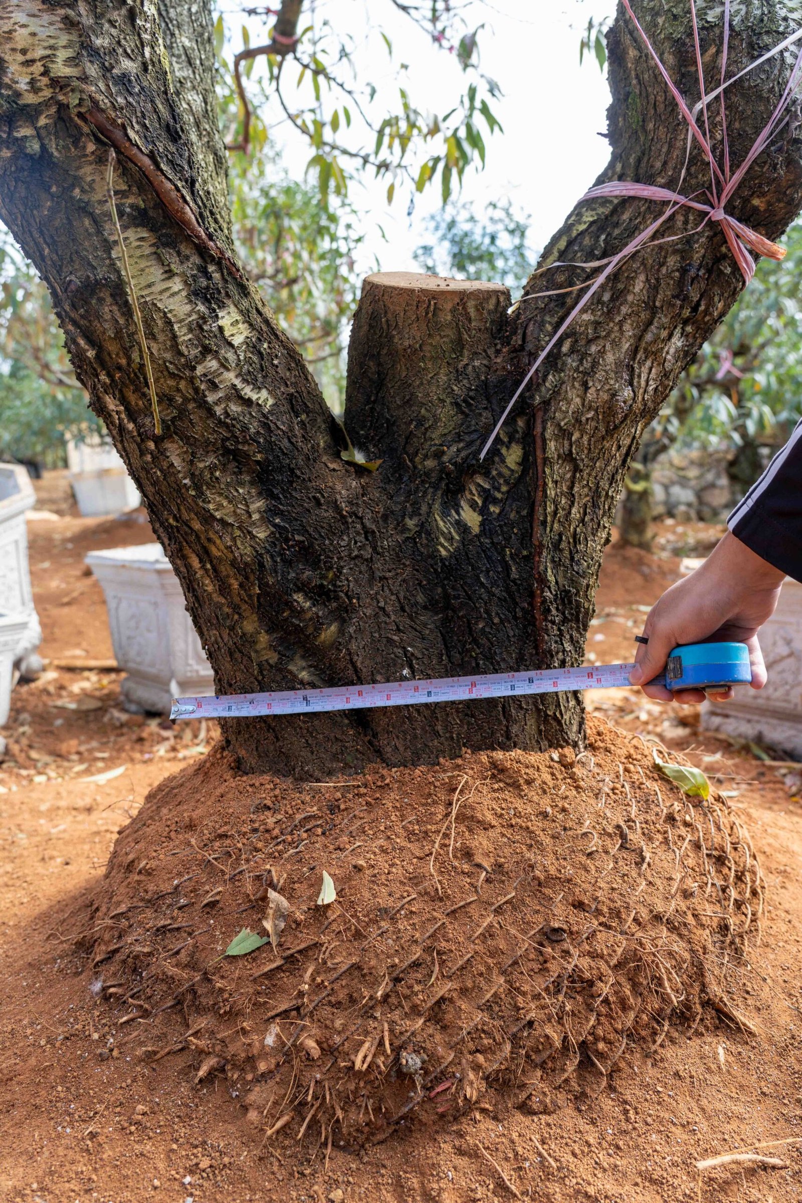 Đào tết Mộc Châu mã số 98 - Image 8