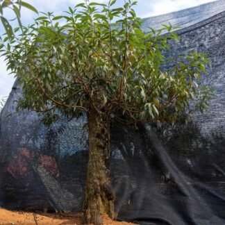 Đào tết Mộc Châu mã số 99