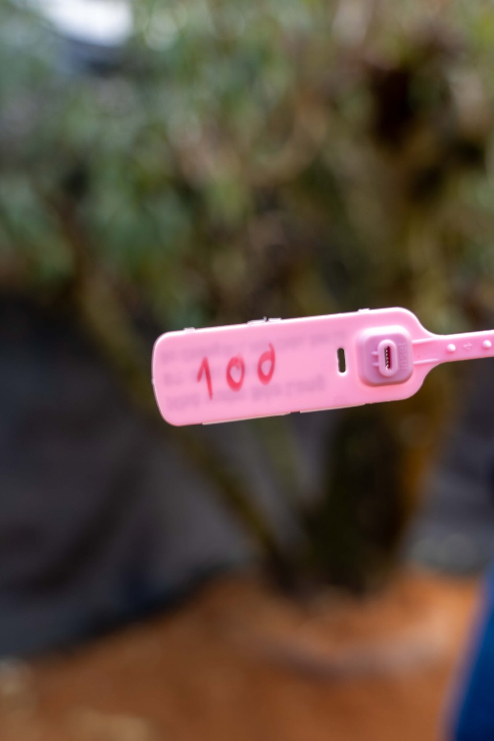 Đào tết Mộc Châu mã số 100 - Image 2