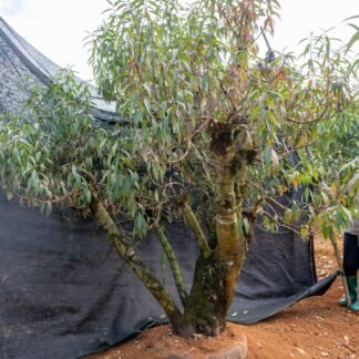 Đào tết Mộc Châu mã số 100