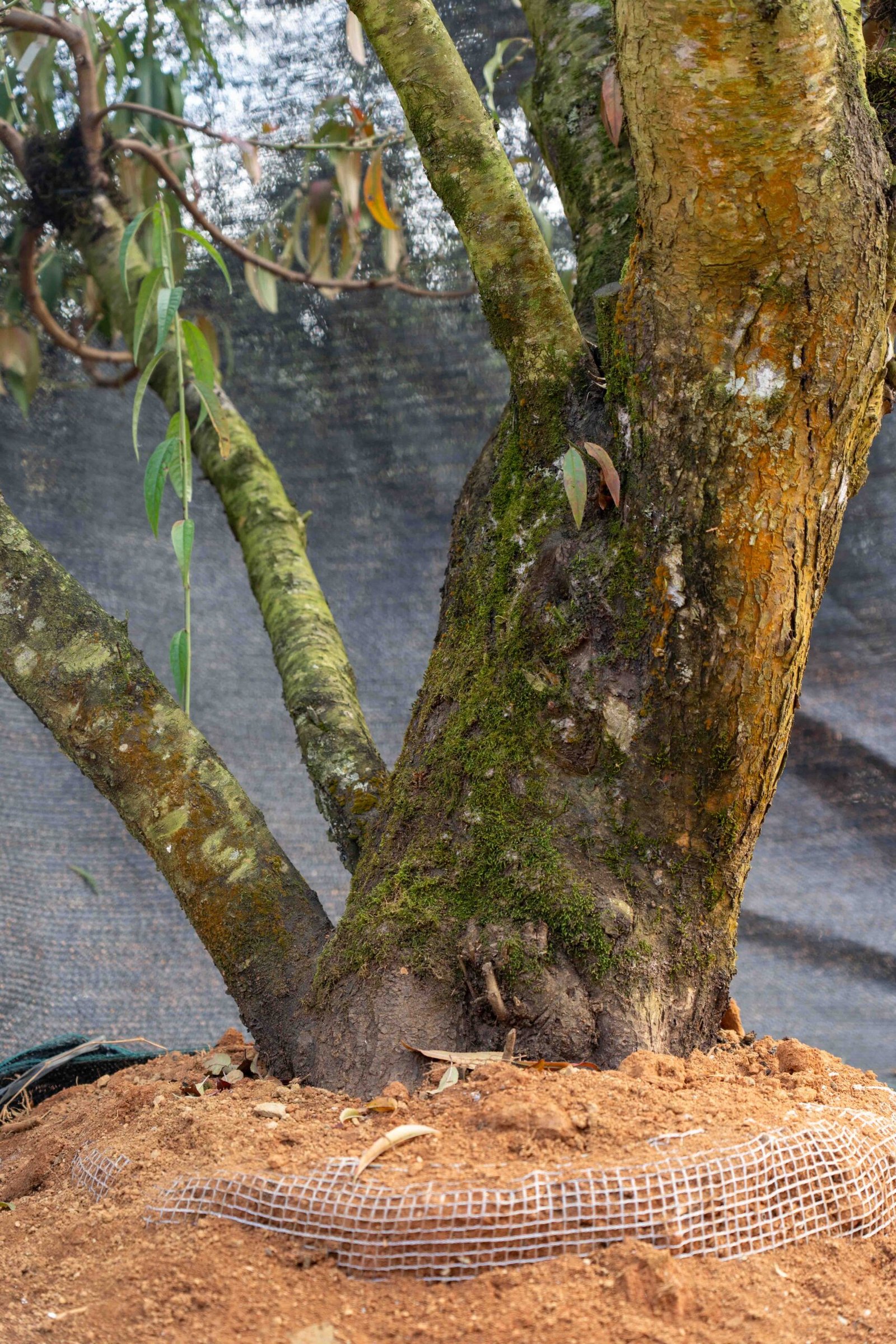 Đào tết Mộc Châu mã số 100 - Image 9