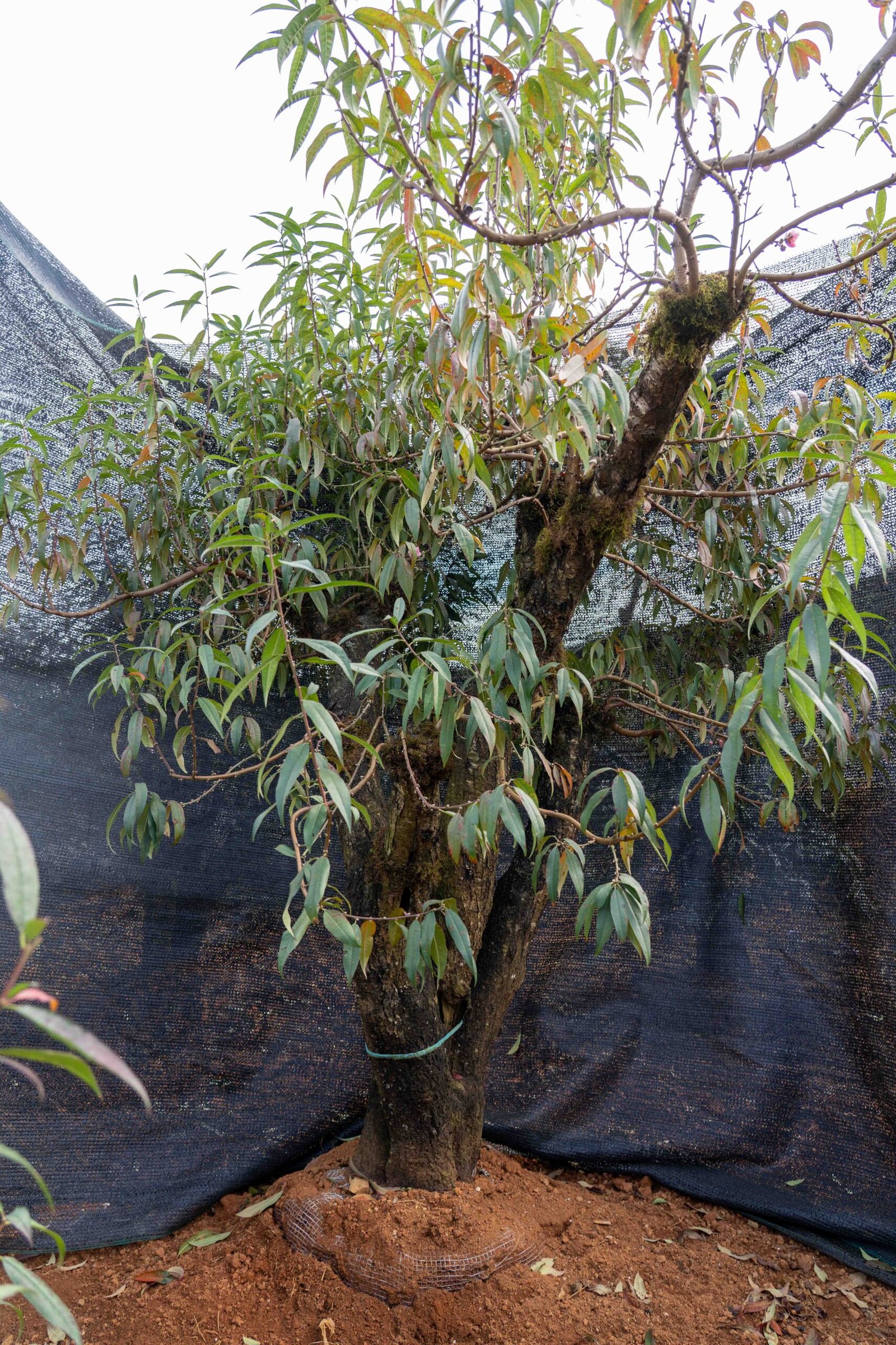 Đào tết Mộc Châu mã số 102 - Image 7