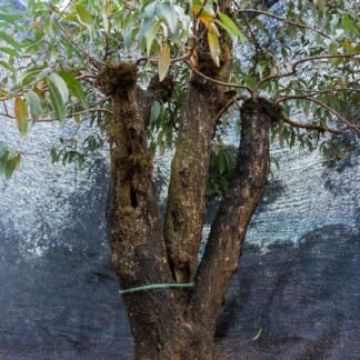 Đào tết Mộc Châu mã số 102