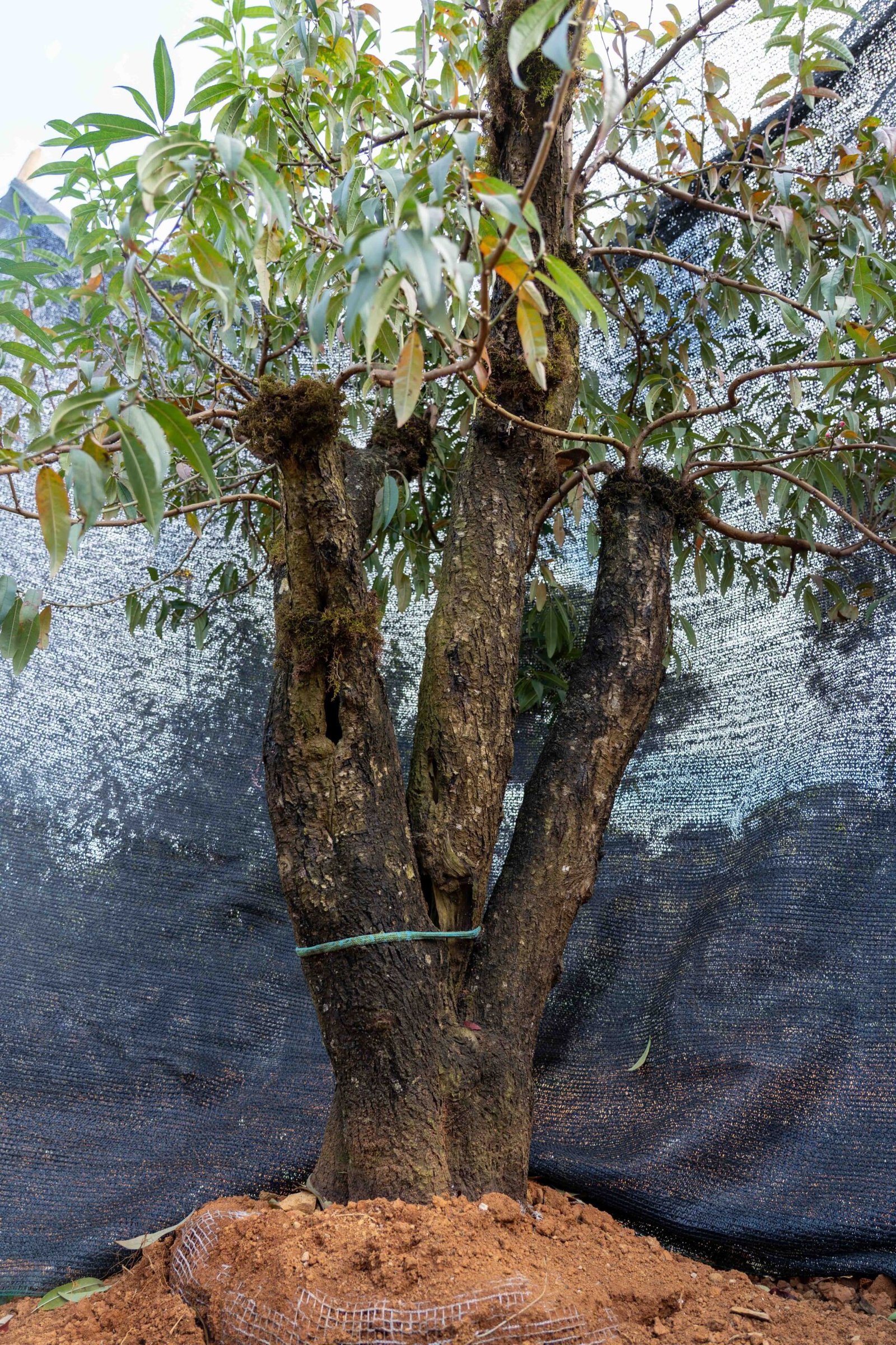 Đào tết Mộc Châu mã số 102