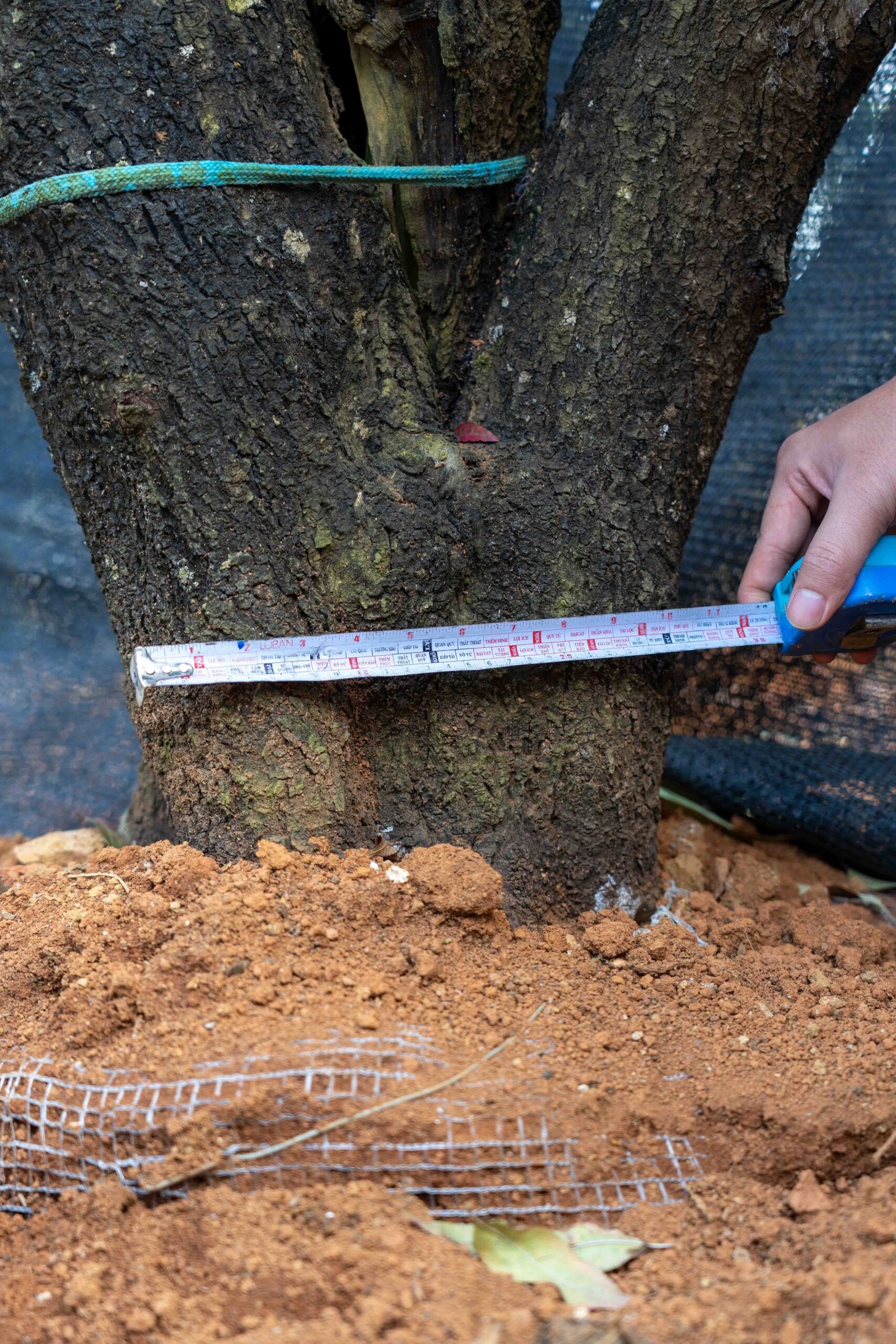 Đào tết Mộc Châu mã số 102 - Image 10