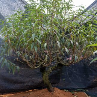 Đào tết Mộc Châu mã số 103