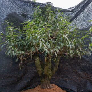 Đào tết Mộc Châu mã số 104